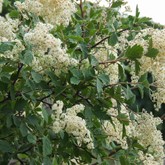 Rock Spirea